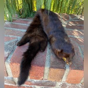 Mink Fur Whole Pelt Man Cave Western Wear Vintage Costume